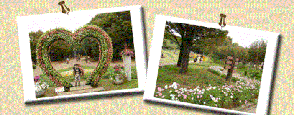 大阪市立長居植物園 植物園 ピクニック バラ園 写真