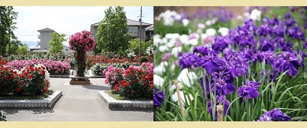 庄堺公園 バラ園 花菖蒲園 芝生広場 花見 どんぐり拾い 写真