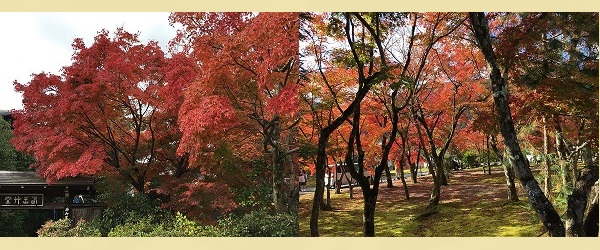 天龍寺 紅葉スポット 寺院 紅葉名所 京都観光 紫陽花 写真