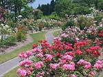 湧永満之記念庭園 植物園 バラ園 チュリップ 花菖蒲園 桜花見