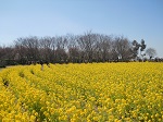和泉リサイクル環境公園 菜の花畑 公園 花見